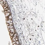 Merck Anti-LIMCH1 antibody produced in rabbit