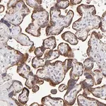 Merck Anti-MAP2K7 antibody produced in rabbit