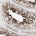 Merck Anti-CGRRF1 antibody produced in rabbit