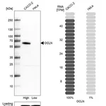 Merck Anti-OCLN antibody produced in rabbit