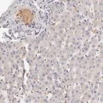 Merck Anti-CFI antibody produced in rabbit