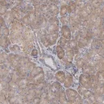 Merck Anti-OSBPL8 antibody produced in rabbit