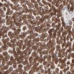 Merck Anti-CNIH1 antibody produced in rabbit