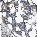 Merck Anti-CLEC4A antibody produced in rabbit