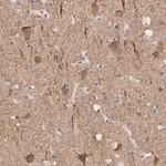 Merck Anti-CNTN3 antibody produced in rabbit