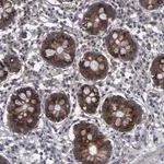 Merck Anti-CRKL antibody produced in rabbit