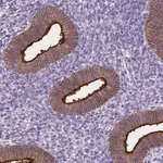 Merck Anti-CPM antibody produced in rabbit