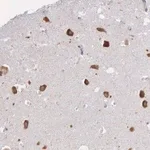 Merck Anti-CTAGE5 antibody produced in rabbit