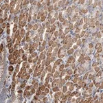 Merck Anti-OXA1L antibody produced in rabbit