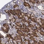 Merck Anti-CRELD2 antibody produced in rabbit