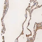 Merck Anti-PAG1 antibody produced in rabbit