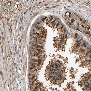 Merck Anti-CSMD2 antibody produced in rabbit