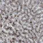 Merck Anti-PCYT1B antibody produced in rabbit