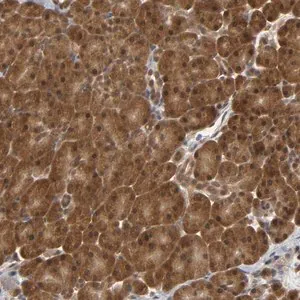 Merck Anti-PARK7 antibody produced in rabbit