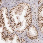 Merck Anti-PAPOLA antibody produced in rabbit