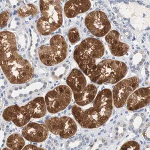 Merck Anti-PCK1 antibody produced in rabbit