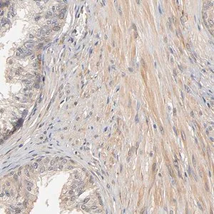 Merck Anti-PDE5A antibody produced in rabbit