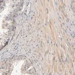 Merck Anti-PDE5A antibody produced in rabbit