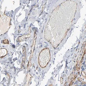 Merck Anti-PECAM1 antibody produced in rabbit