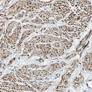 Merck Anti-PARVA antibody produced in rabbit