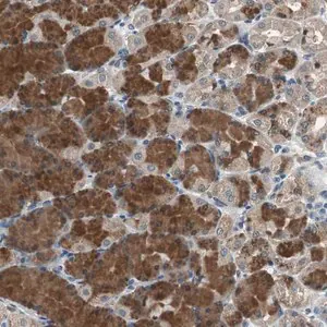 Merck Anti-PI4KB antibody produced in rabbit