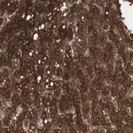 Merck Anti-PI4KB antibody produced in rabbit