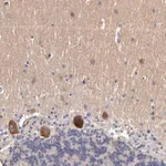 Merck Anti-DACT1 antibody produced in rabbit