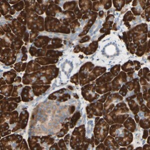 Merck Anti-DNAJB11 antibody produced in rabbit