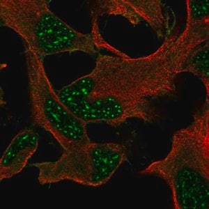 Merck Anti-DRP2 antibody produced in rabbit