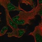 Merck Anti-DRP2 antibody produced in rabbit