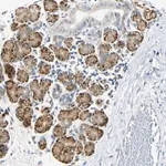 Merck Anti-DNAJB12 antibody produced in rabbit