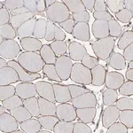 Merck Anti-DMD antibody produced in rabbit