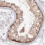 Merck Anti-DNAJB7 antibody produced in rabbit
