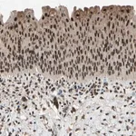 Merck Anti-PML antibody produced in rabbit