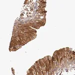 Merck Anti-PITPNB antibody produced in rabbit
