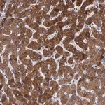 Merck Anti-PON1 antibody produced in rabbit