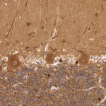 Merck Anti-PPP1R3F antibody produced in rabbit