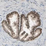 Merck Anti-PSMD5 antibody produced in rabbit
