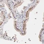 Merck Anti-PSMC4 antibody produced in rabbit