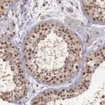 Merck Anti-PSMC1 antibody produced in rabbit