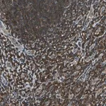 Merck Anti-PSME1 antibody produced in rabbit