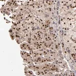 Merck Anti-EAPP antibody produced in rabbit