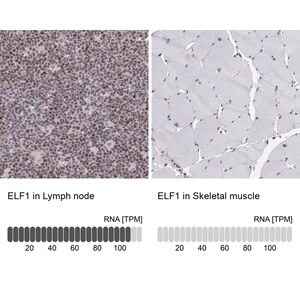 Merck Anti-ELF1 antibody produced in rabbit