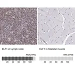 Merck Anti-ELF1 antibody produced in rabbit
