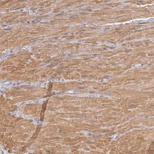 Merck Anti-ENOX2 antibody produced in rabbit