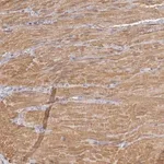 Merck Anti-ENOX2 antibody produced in rabbit