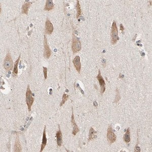 Merck Anti-EIF1AX antibody produced in rabbit