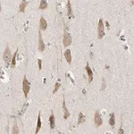 Merck Anti-EIF1AX antibody produced in rabbit