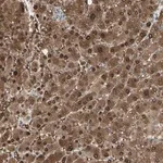 Merck Anti-EVC antibody produced in rabbit