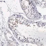 Merck Anti-FAM47A antibody produced in rabbit